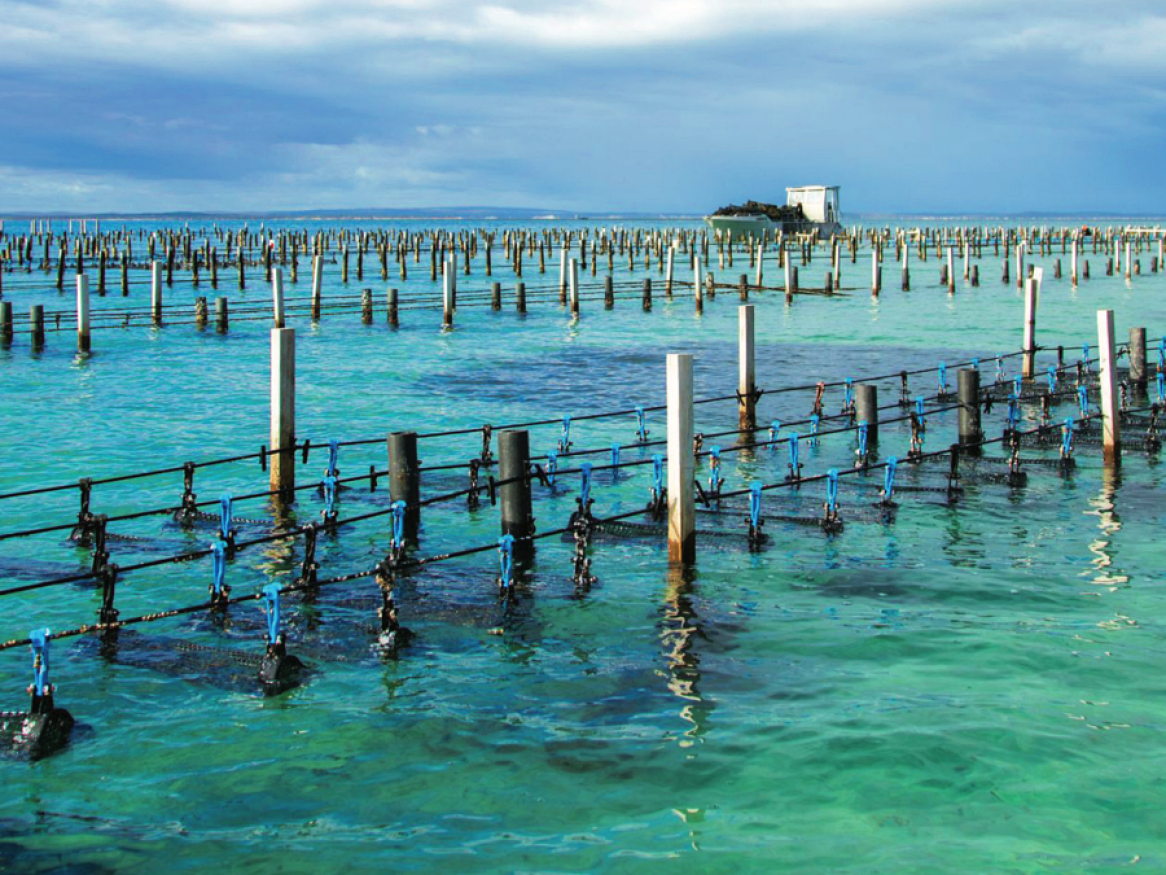 Oyster reefs
