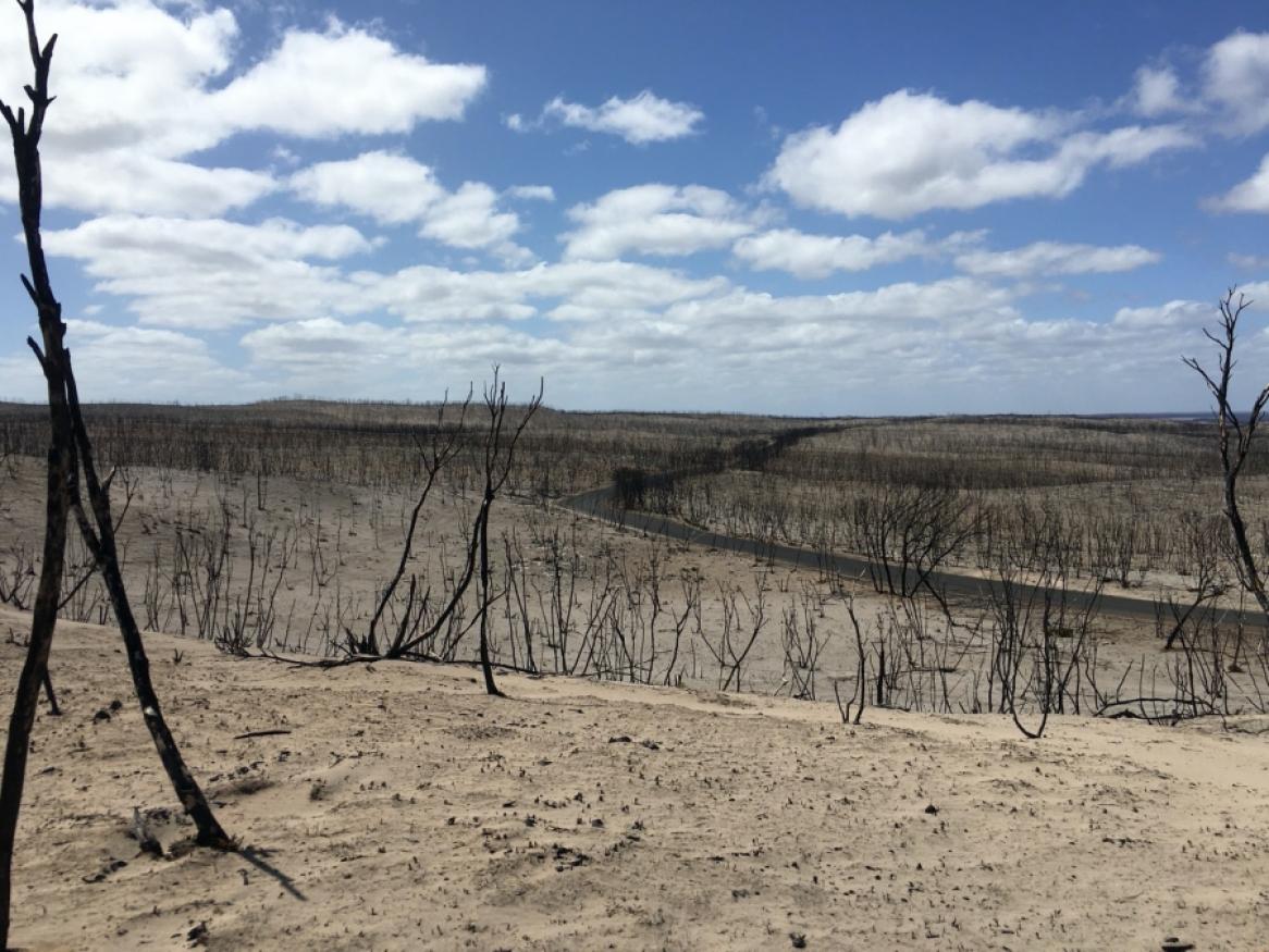 Devastation on Kanagaroo Island after the bushfires