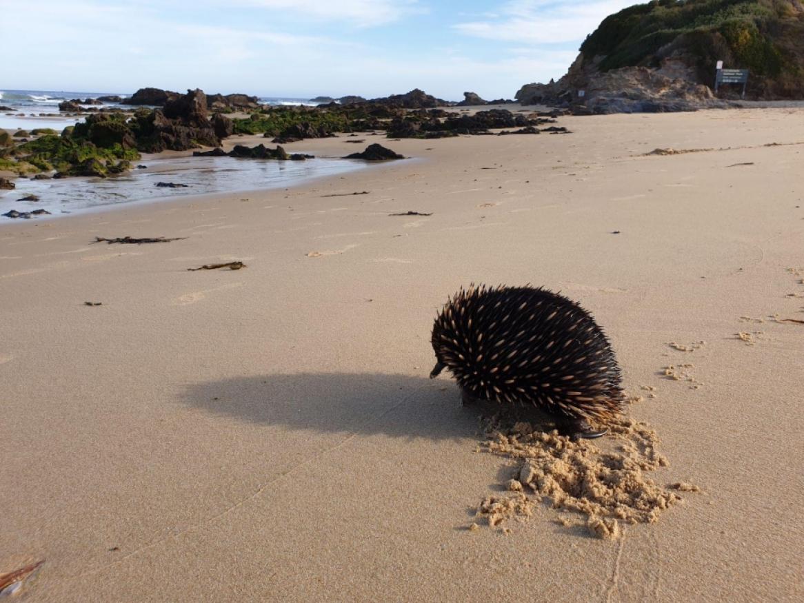 Echidna on Australian beach