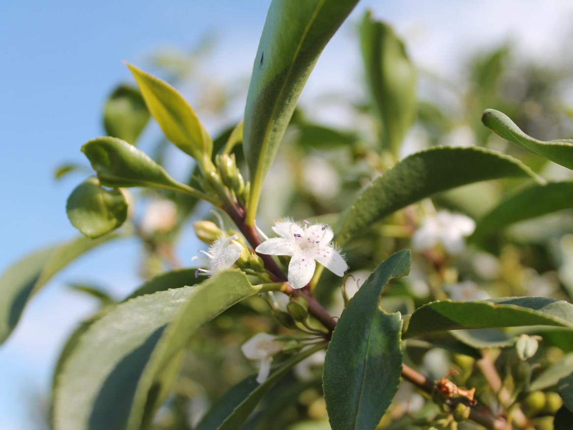 White flowered bush