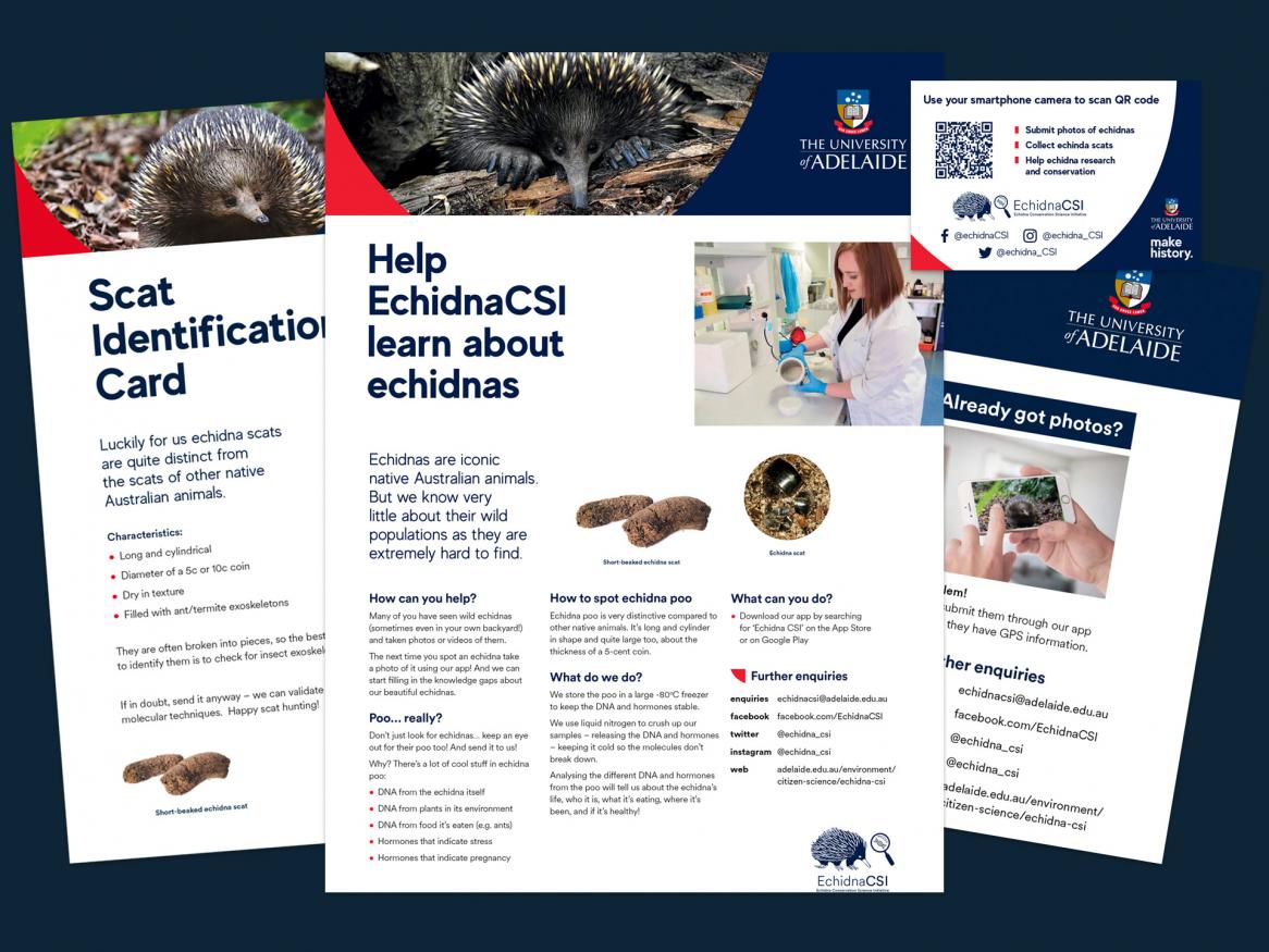 Echidna CSI poster thumbnail
