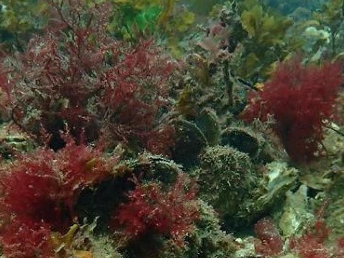 Ostrea Angasi Reef