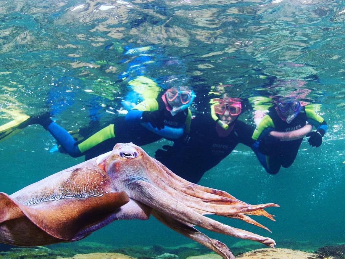 Three snoklers looking at a giant cuttlefish
