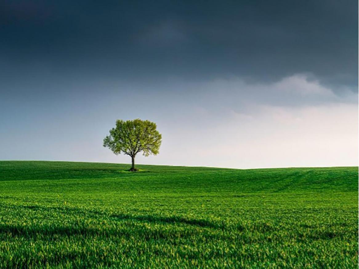 Photo of one tree
