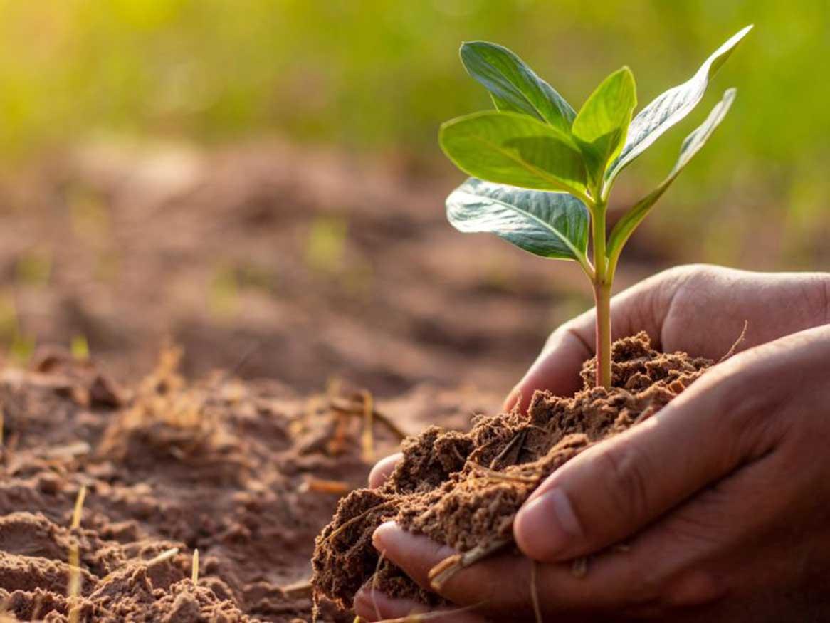 A plant being put into soil with two hands