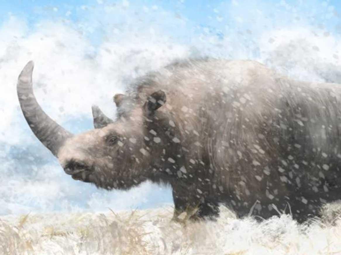 An artist’s rendition of a prehistoric woolly rhinoceros. Benjamin Langlois via Wikimedia Commons under CC BY-SA 4.0