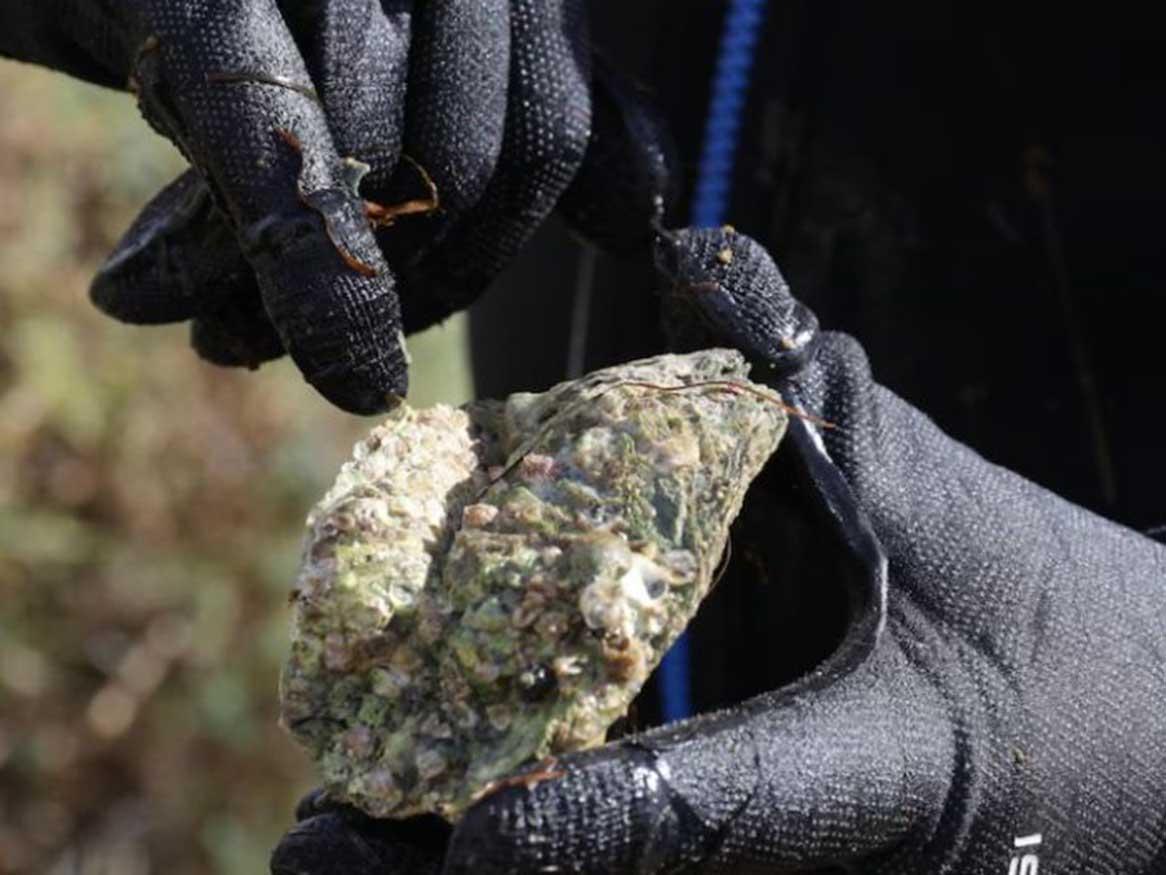 Reviving ecological superheroes: the Angasi Oysters of Coffin Bay