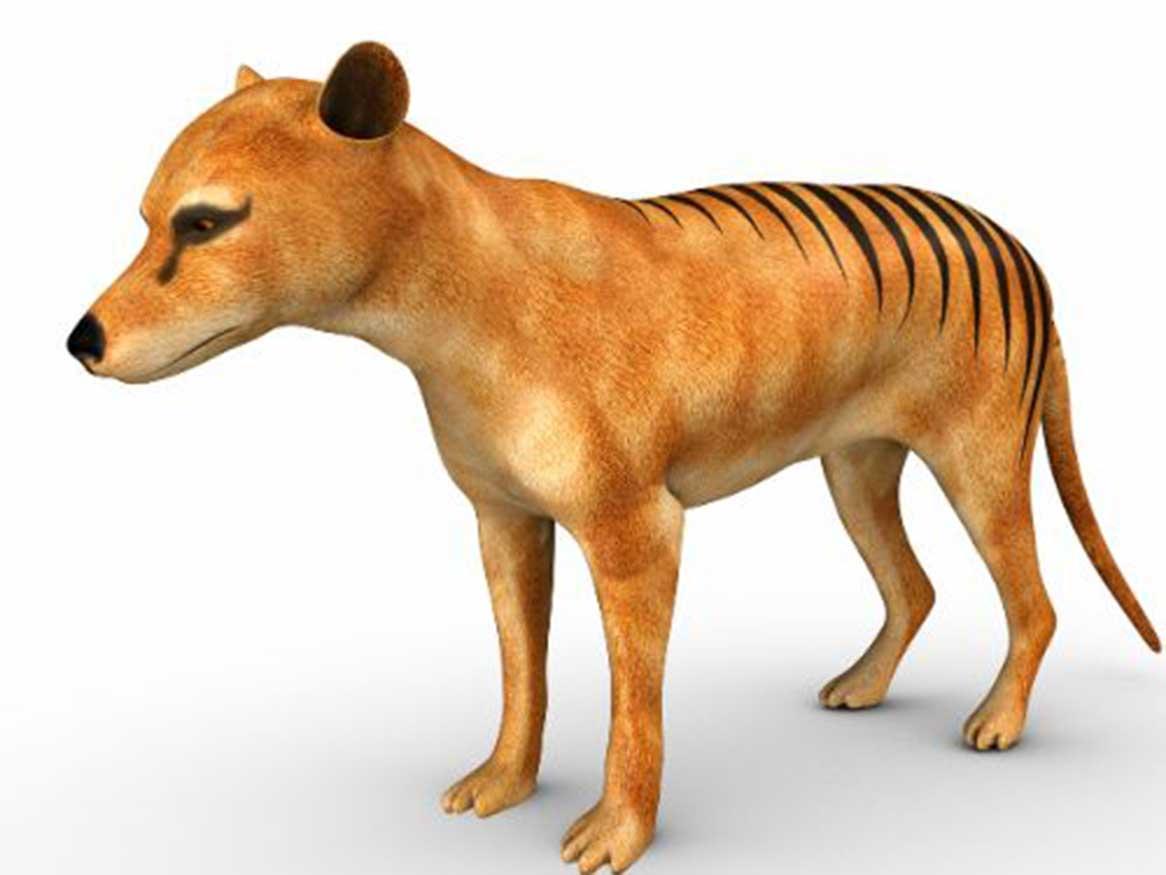 Animated Tasmanian Tiger