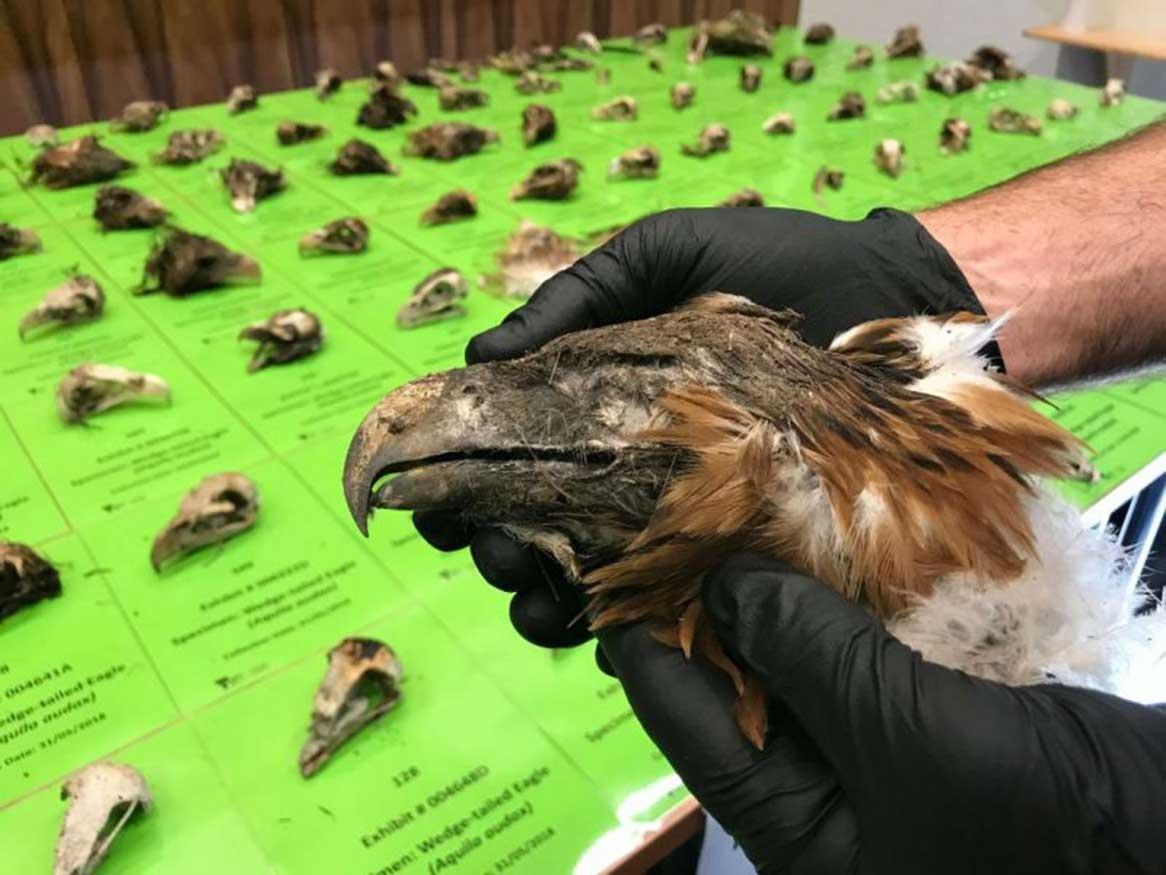 Giving Day: supporting a better future for wildlife