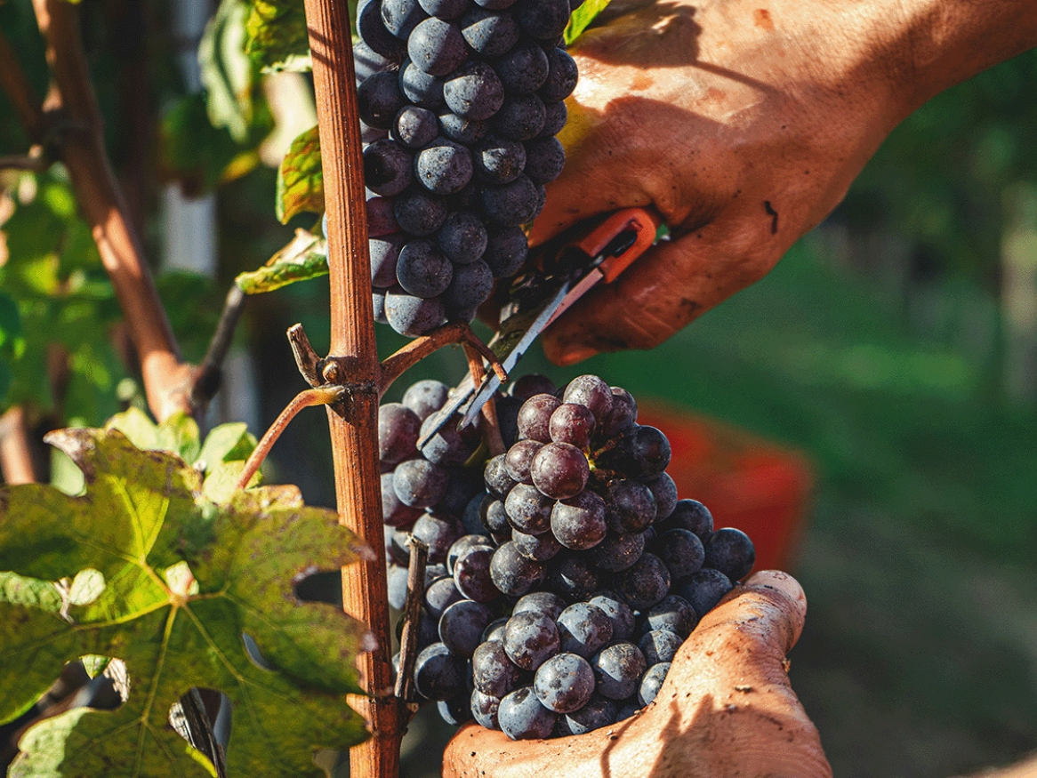 vineyard