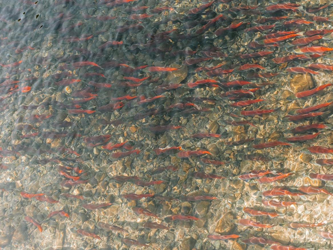 Salmon