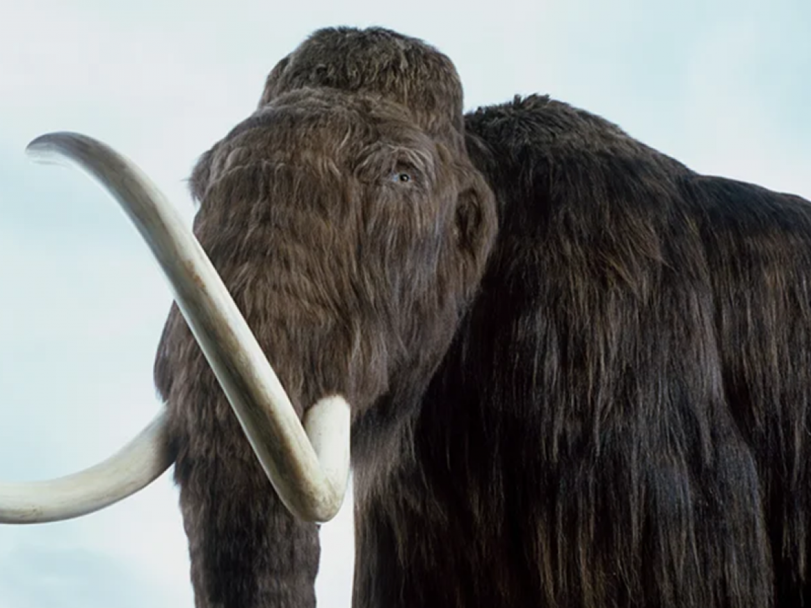 Woolly Mammoth Andrew Nelmerm/Getty Images/Dorling Kindersley