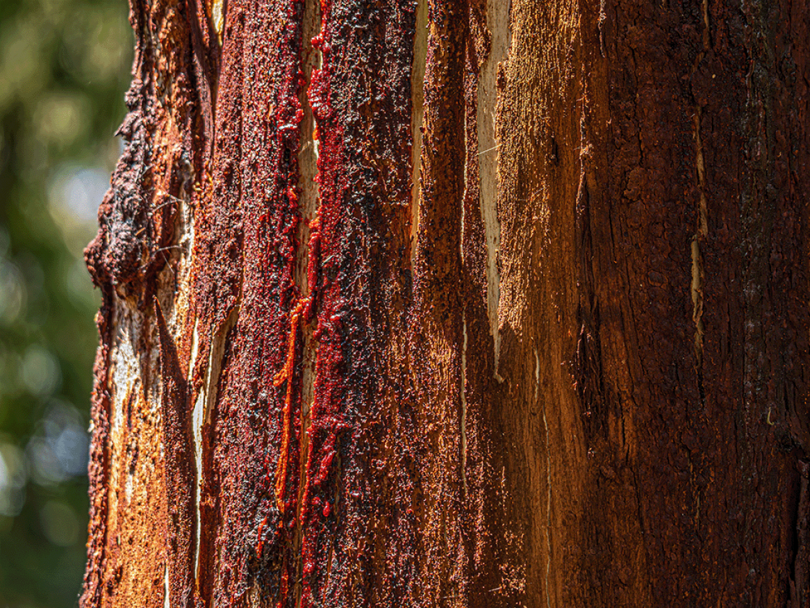 red gum tree sap