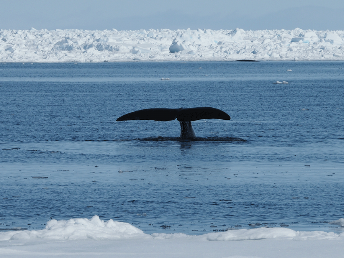 Bowhead whales
