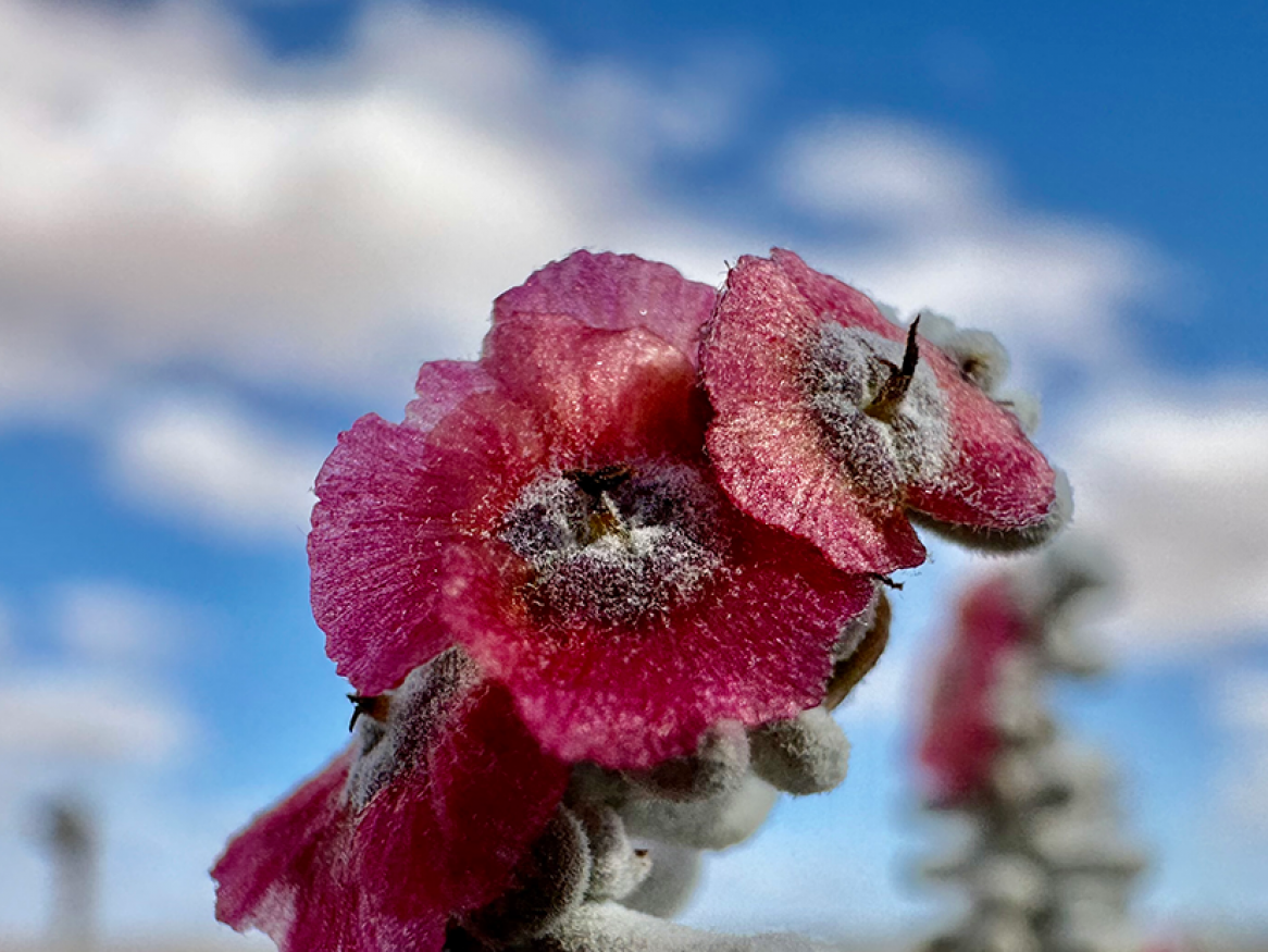 Immature pearl bluebush seed (photo: Jaclyn Wilmot)