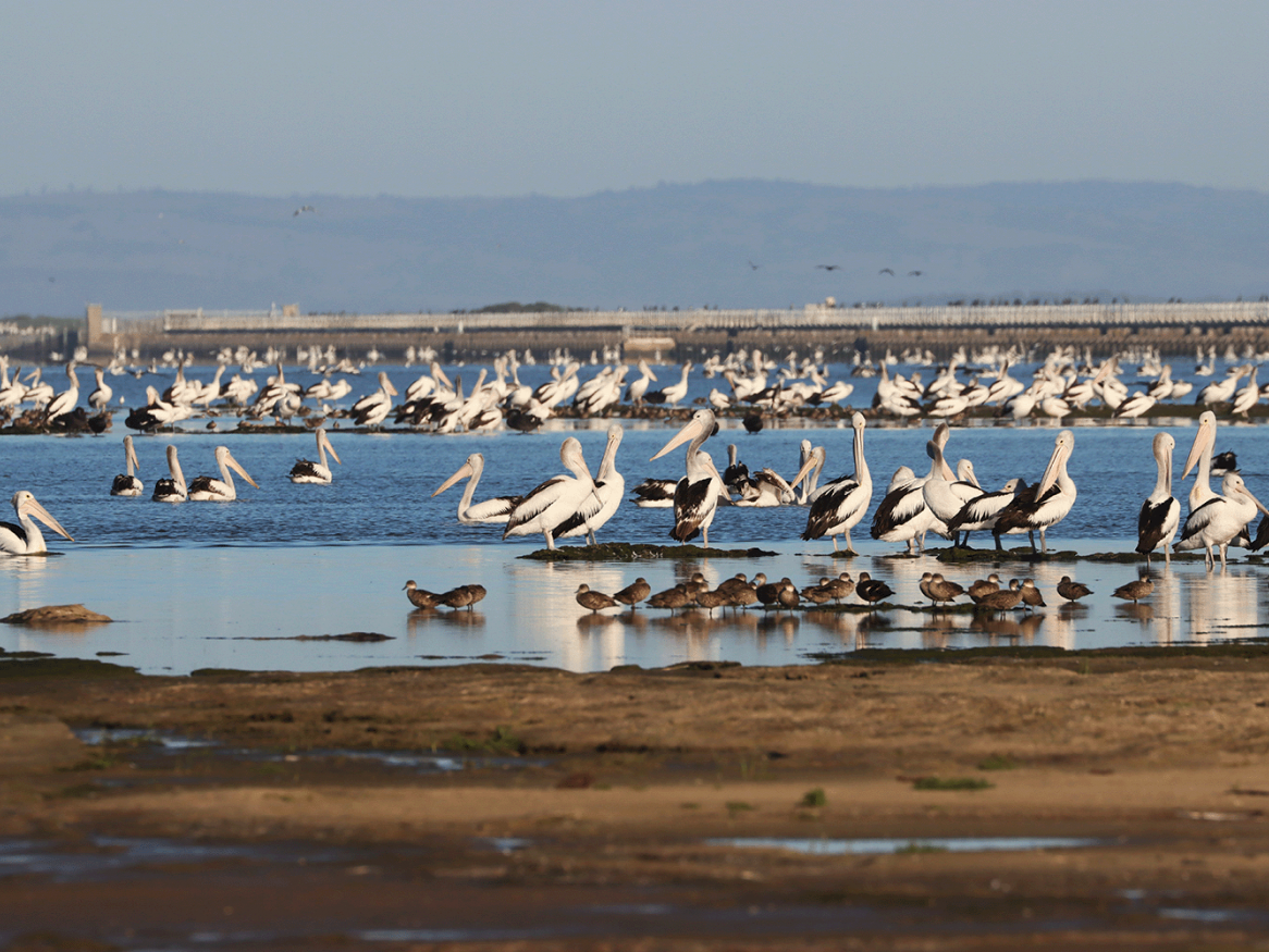 Darcy Whittaker costal lagoons