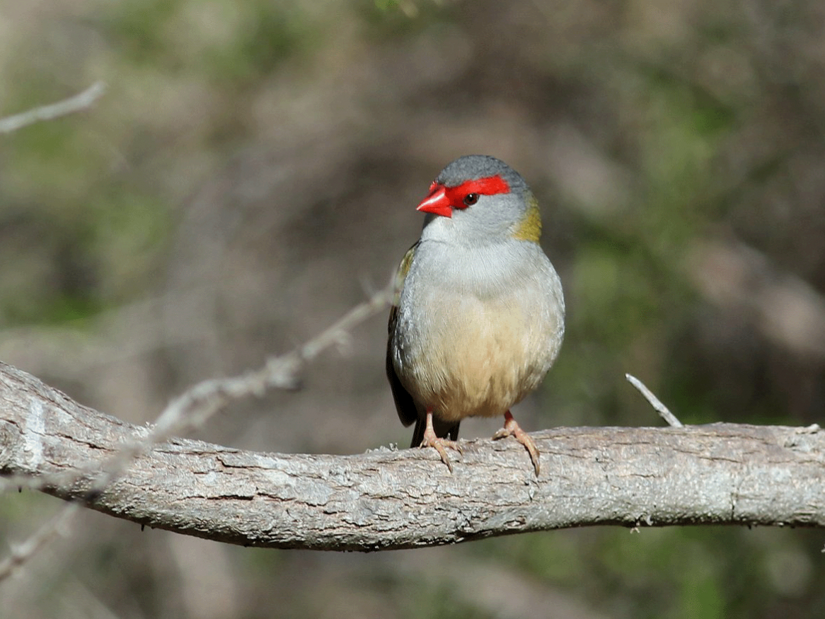 red-browed-finch-martin-stokes