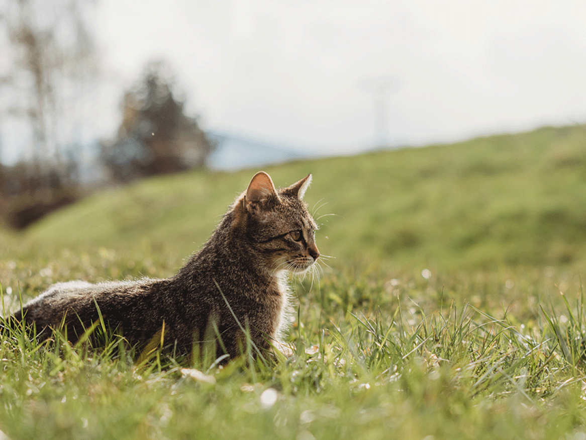 cat outside