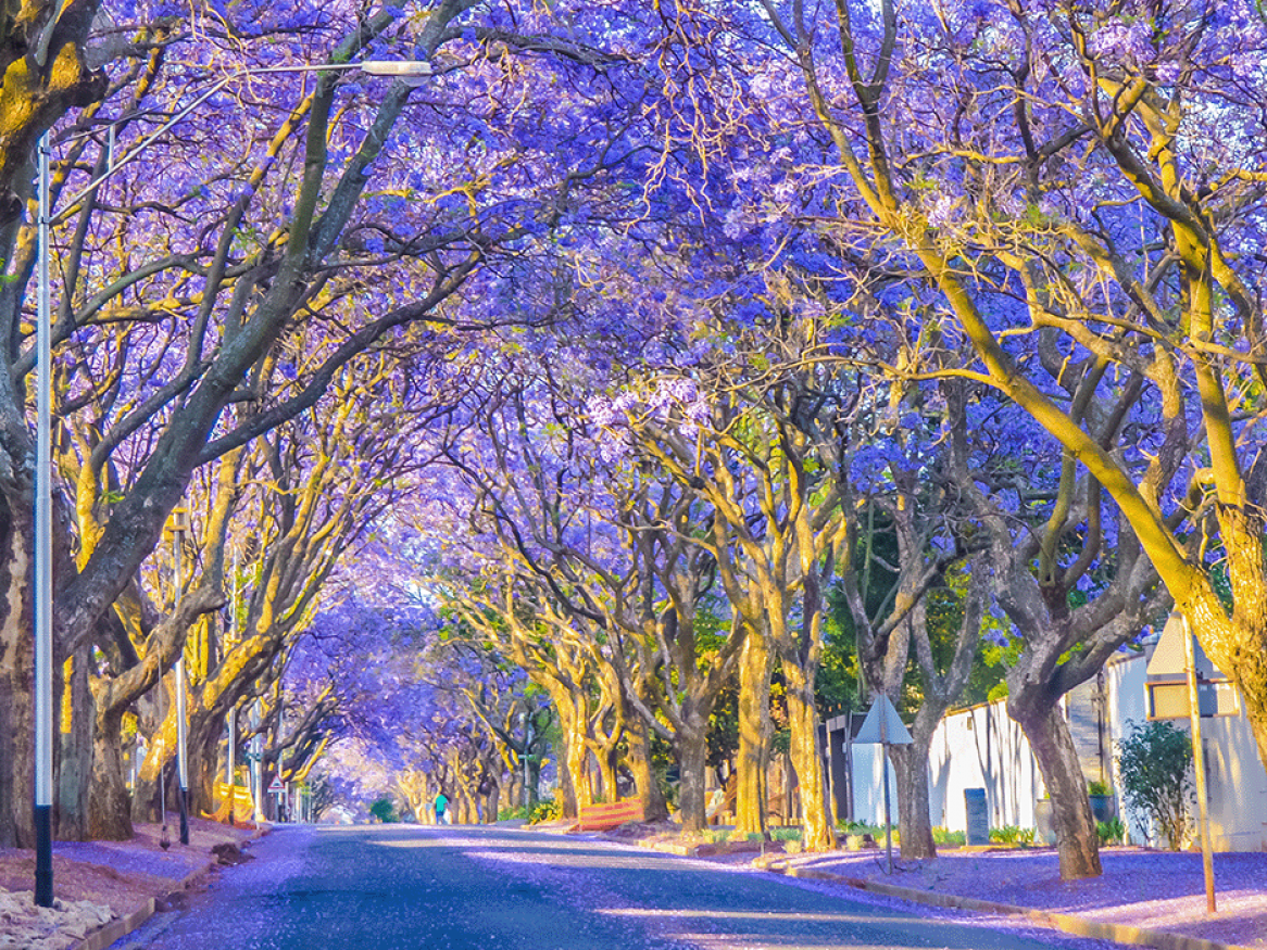 South Australia Tree