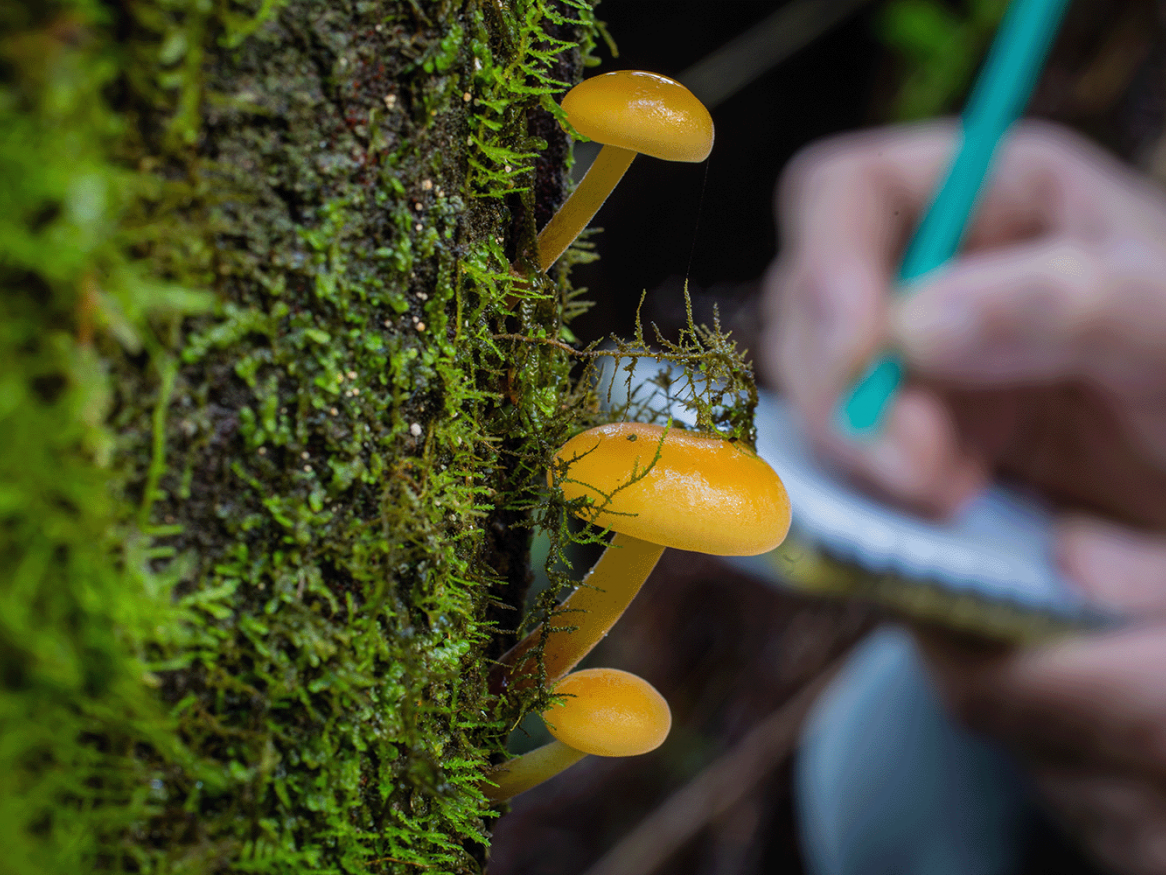 Fungi