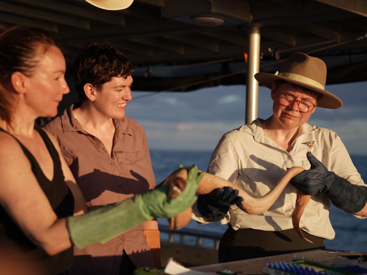 Uncovering The Truth About Sea Snakes