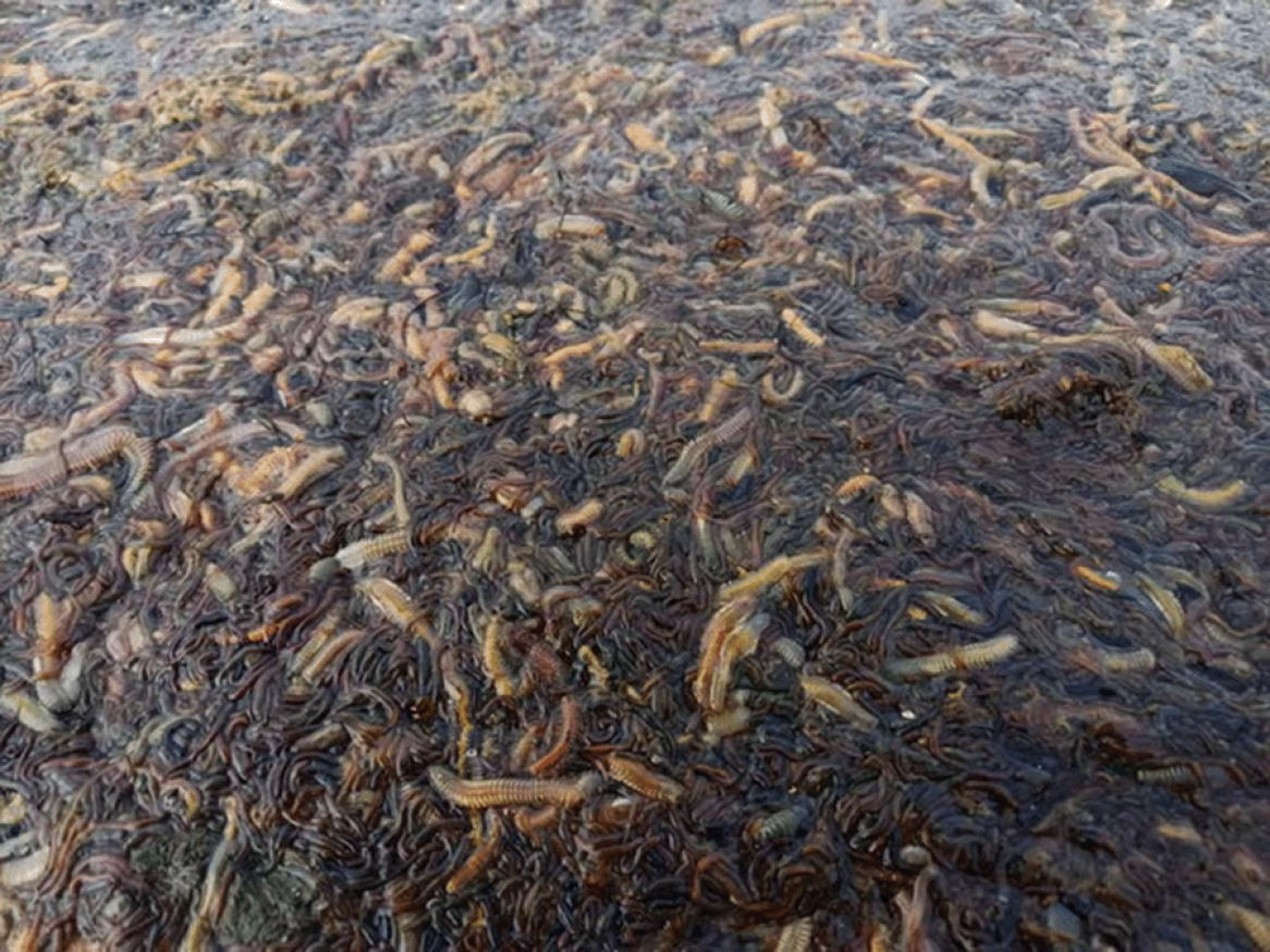 Dead and dying polychaete worms at the southern end of Coorong’s North Lagoon. Photograph: Glen Hill