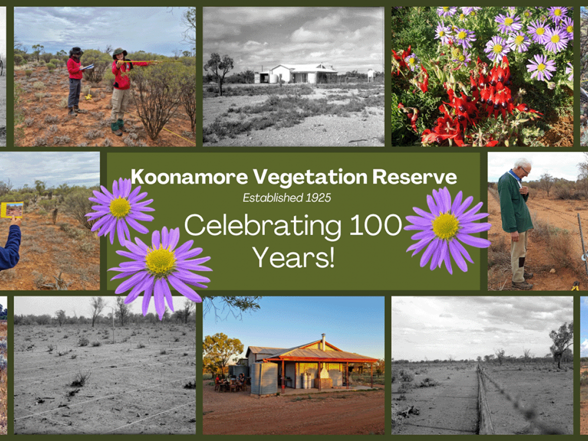 The Koonamore Project