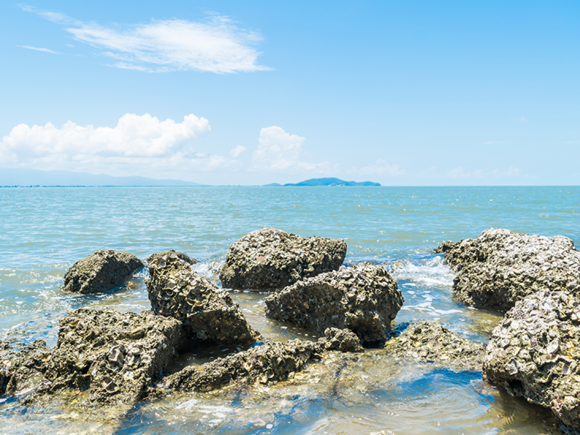 Oyster reef