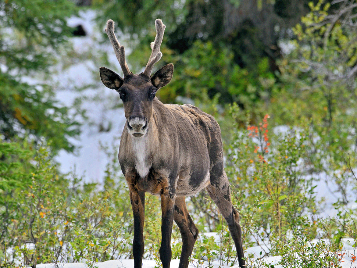 Reindeer