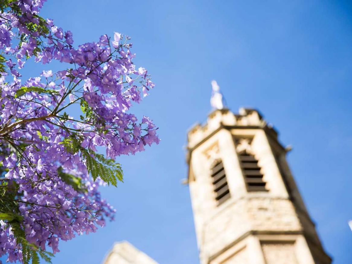 Jacaranda tree