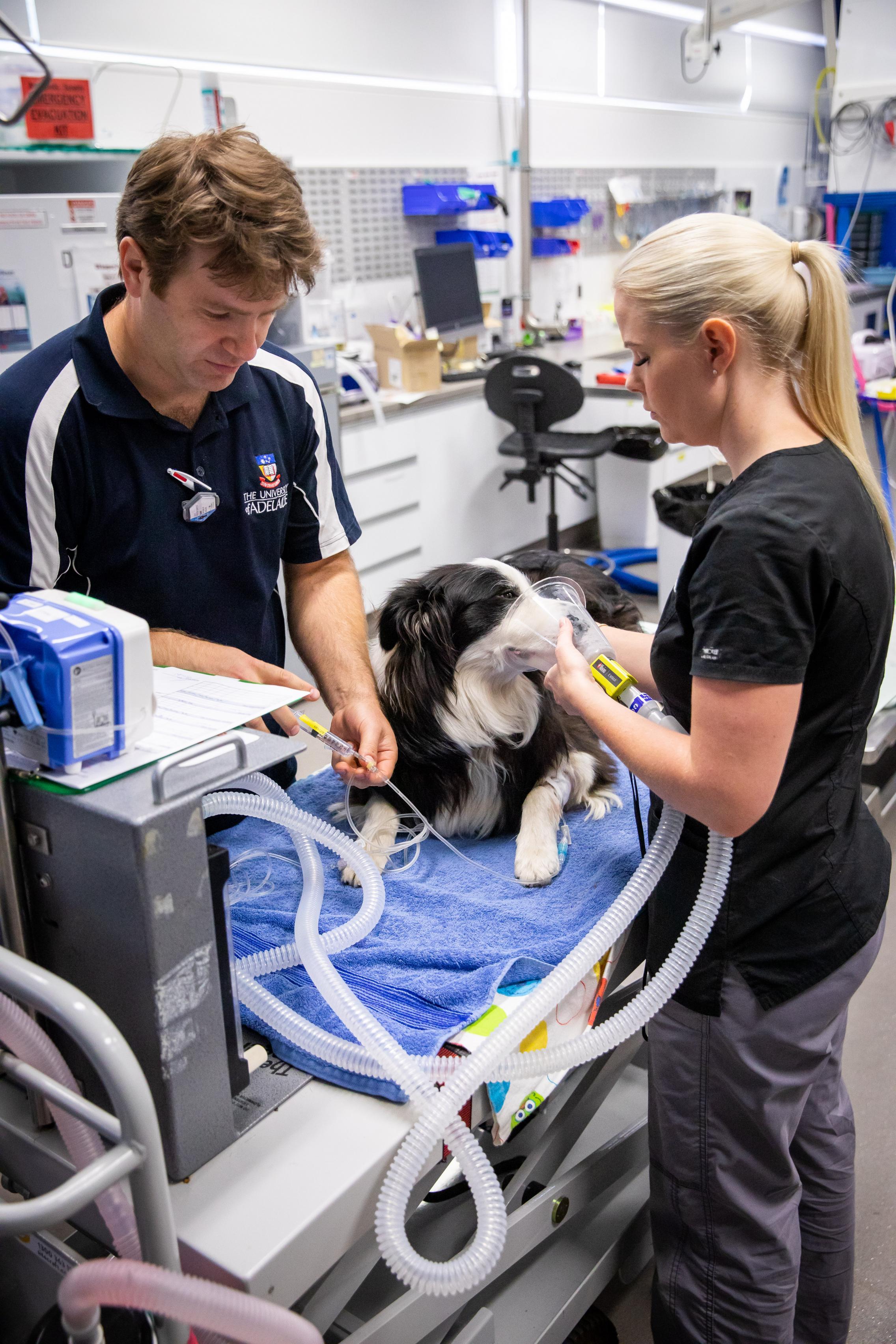 Animal and veterinary sciences Development Plan