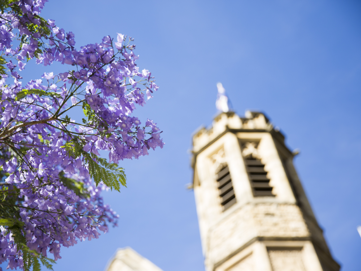 A building on the North Terrace campus with a flowering jacaranda tree in the foreground