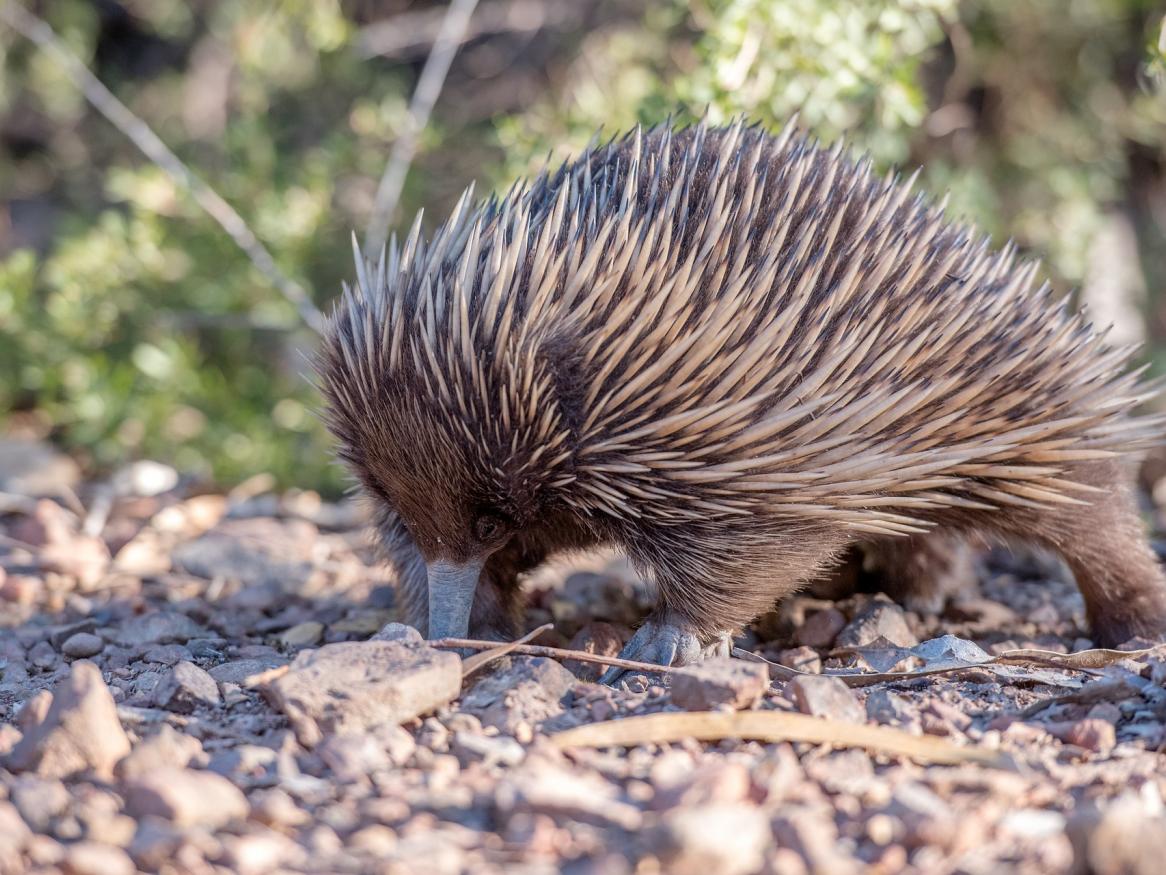 Echidna