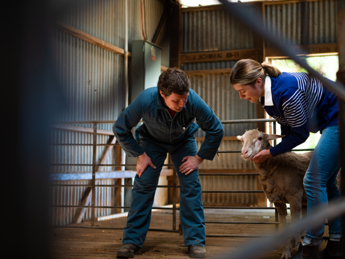 Agricultural science students with sheep