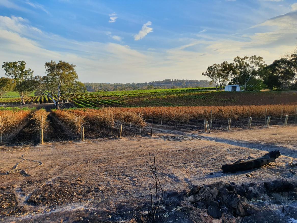 Simon Tolley Wines vineyard