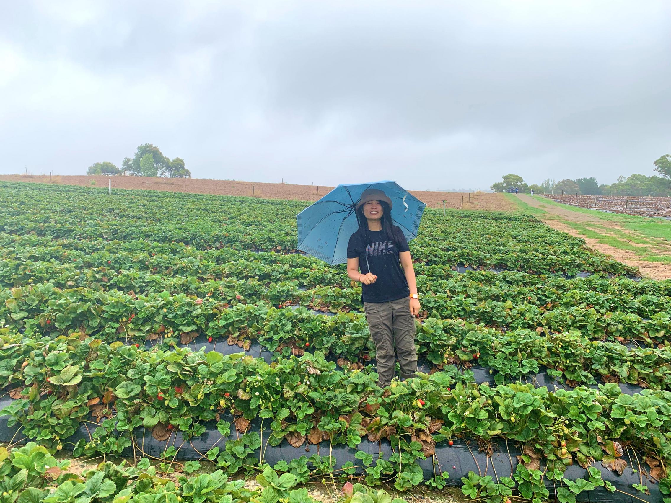 Sothea strawberry farm