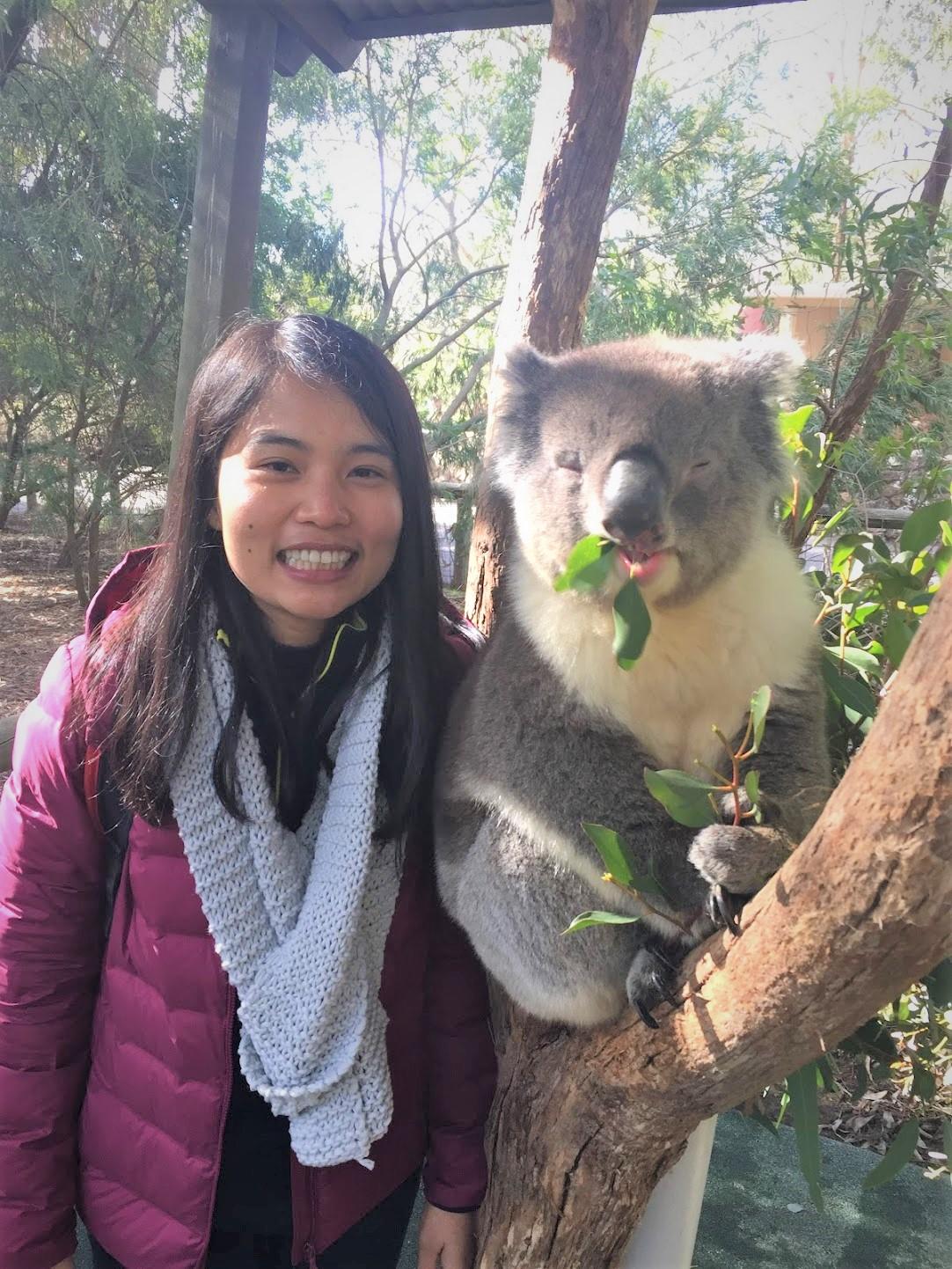 Sothea koala