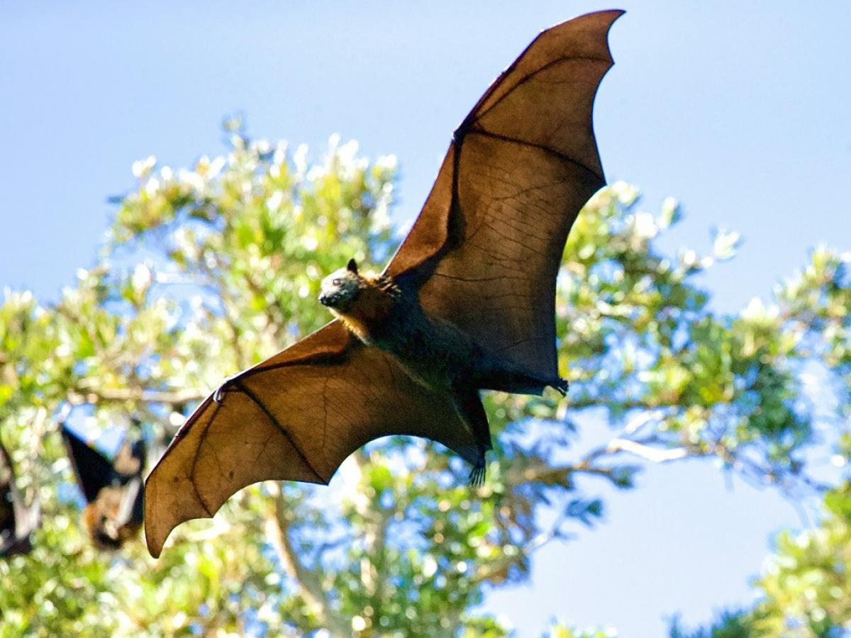 Flying bat