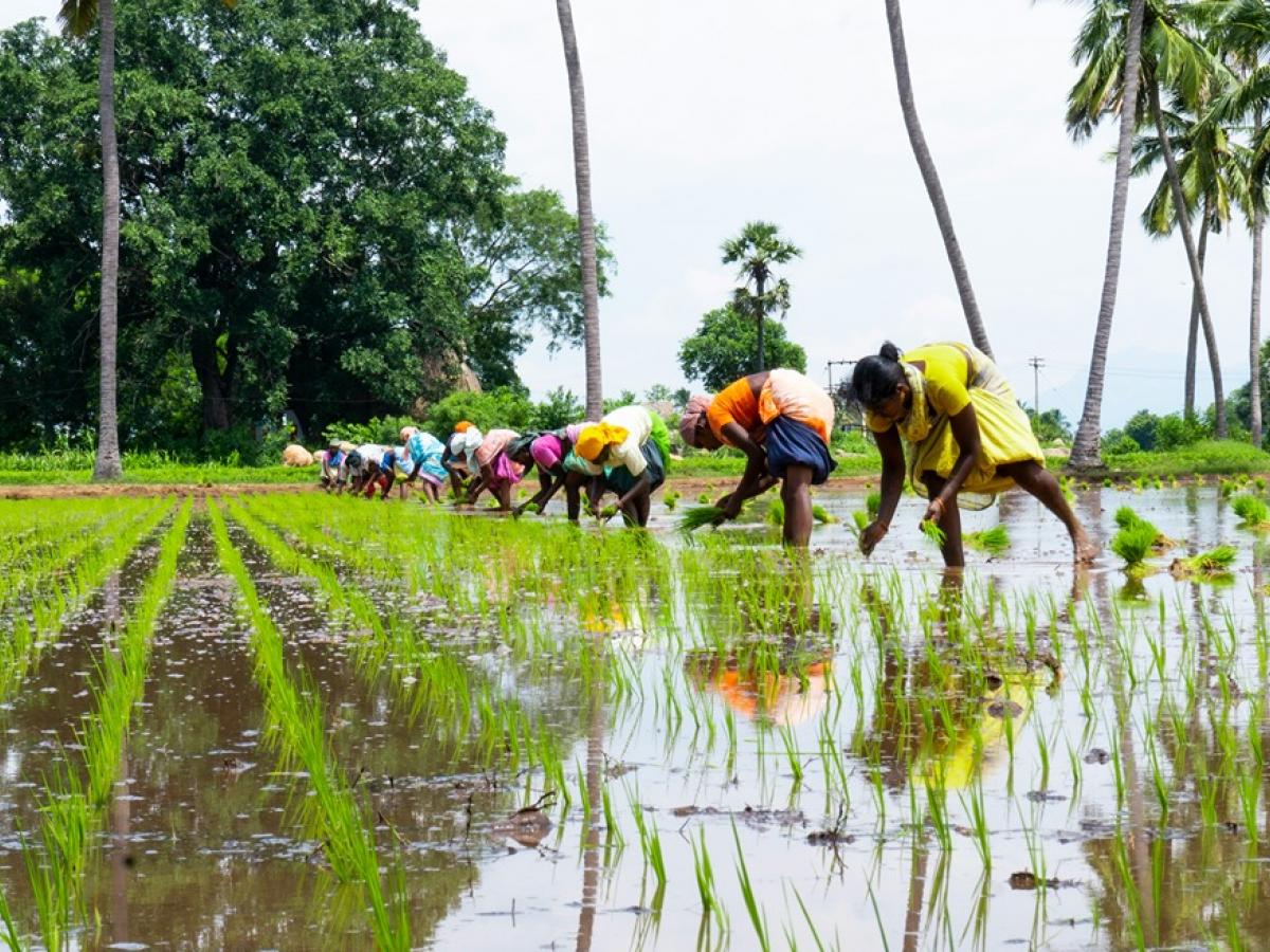 Indian agriculture