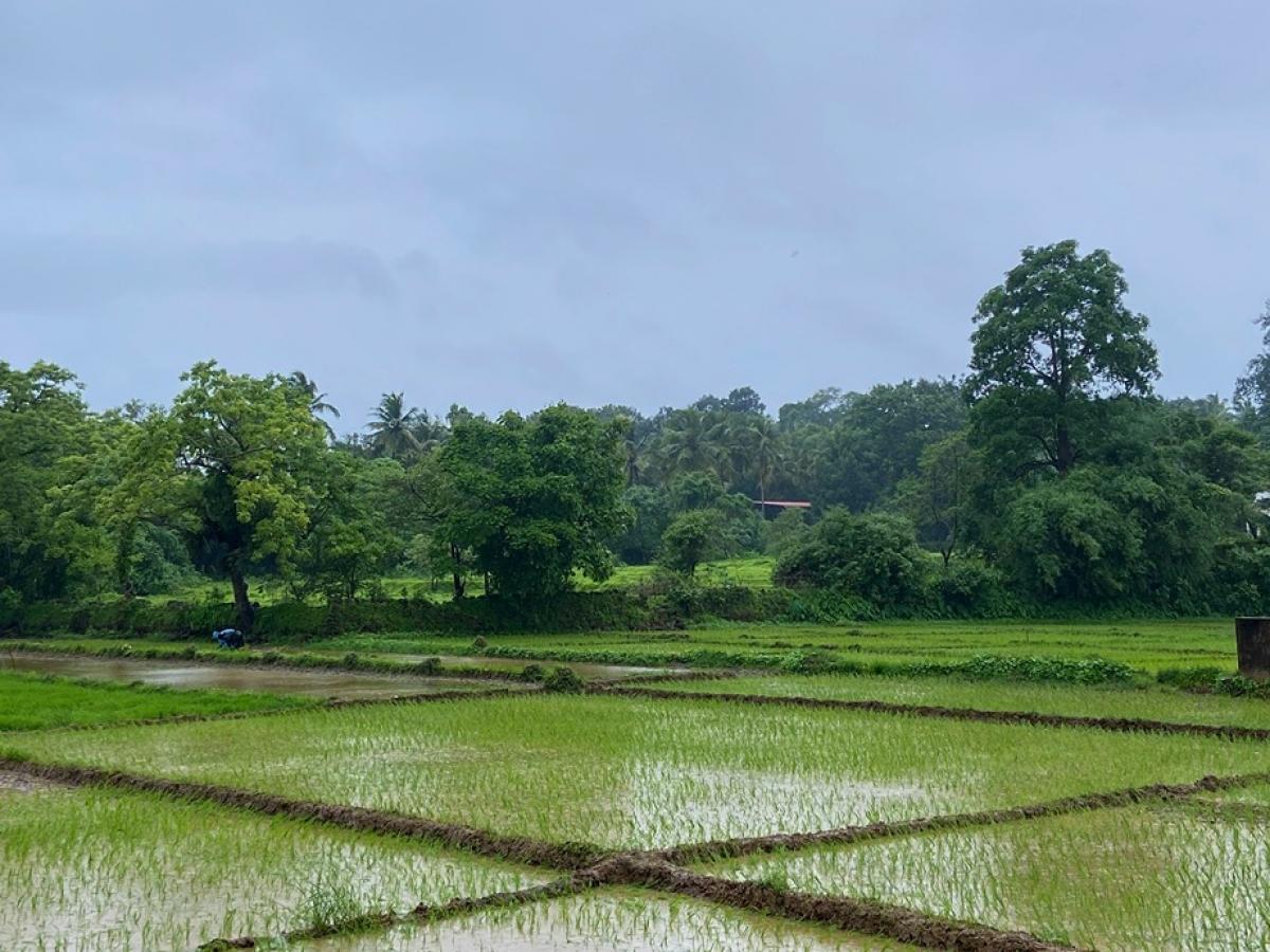 Indian fields