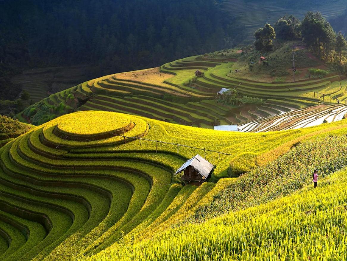 Vietnamese agricultural area