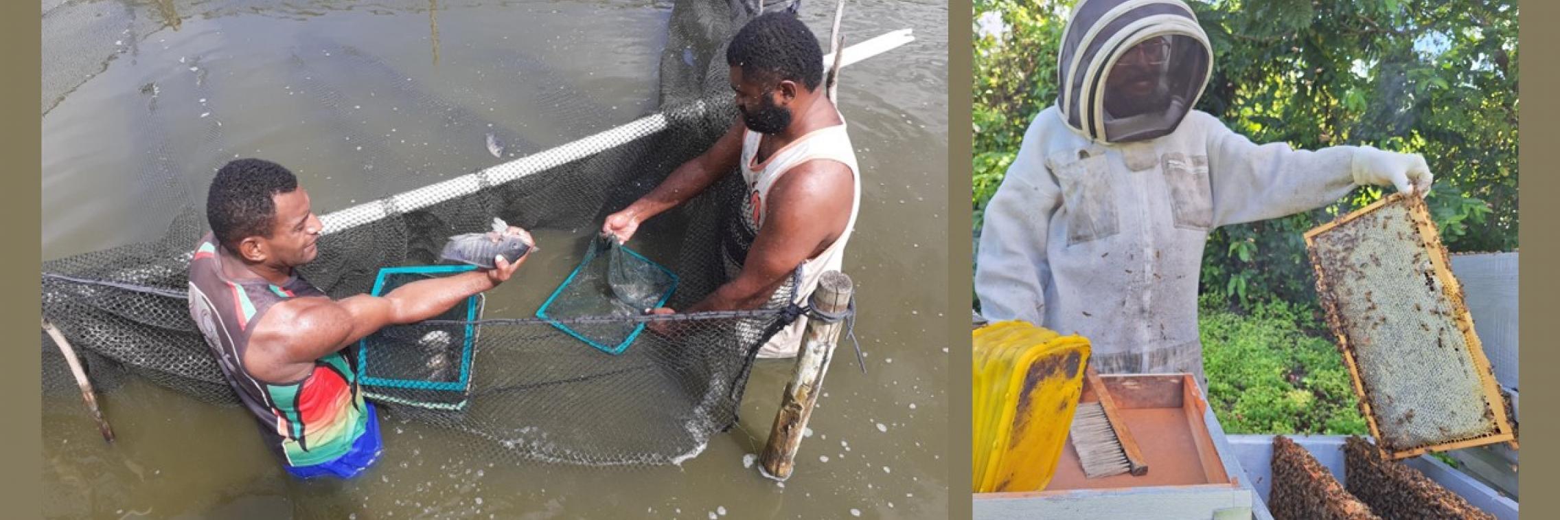 bee-tilapia