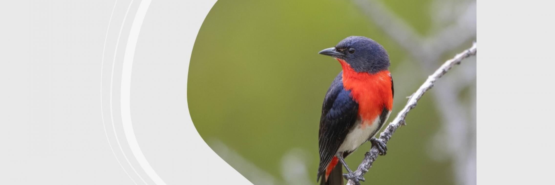 Mistletoebird by Peter Day