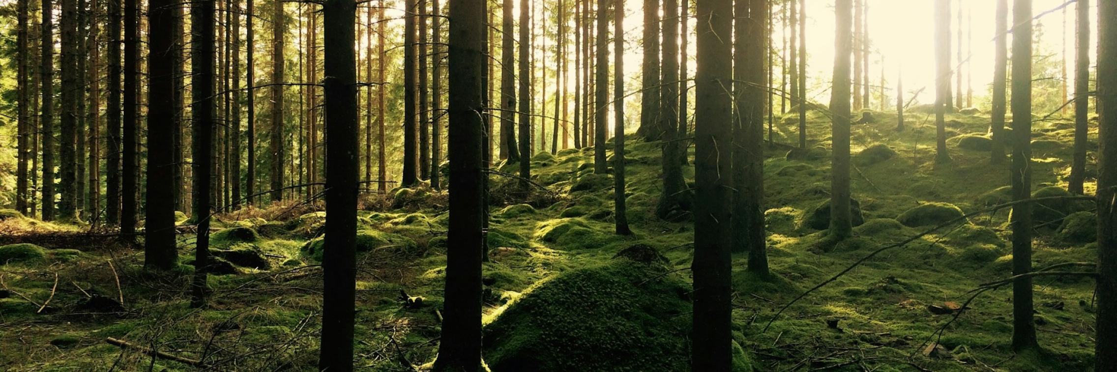 forest