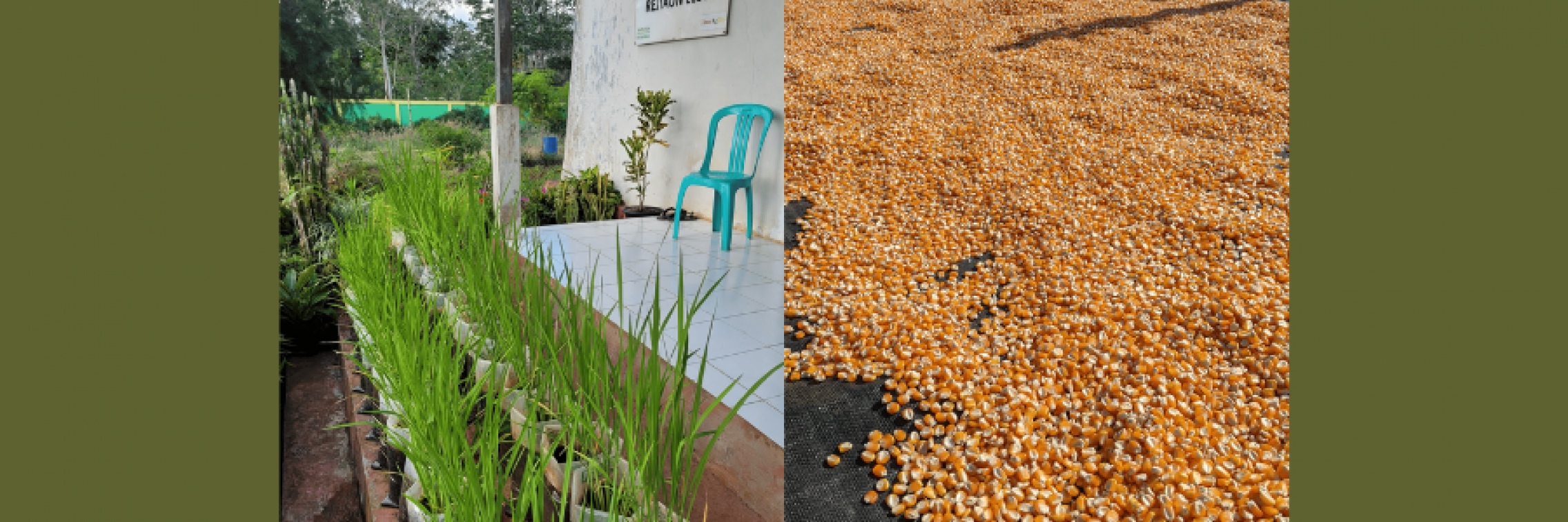 Seedling- Photos by Rio Maligalig