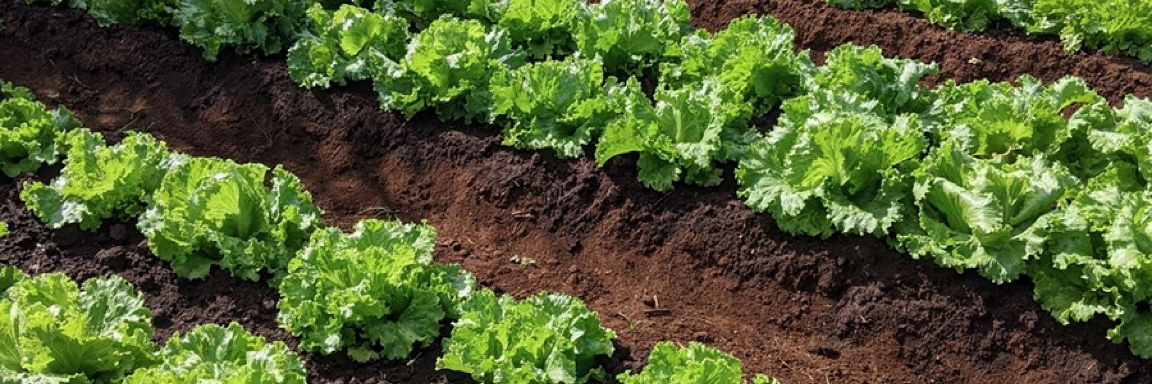 Lettuce farm. Photo by Rio Maligalig