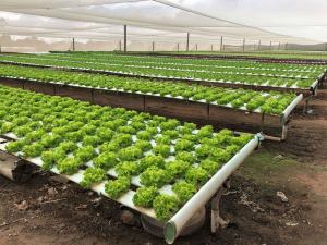 Hydroponic farm in Virginia