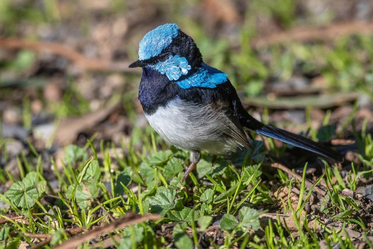 Woodland Bird