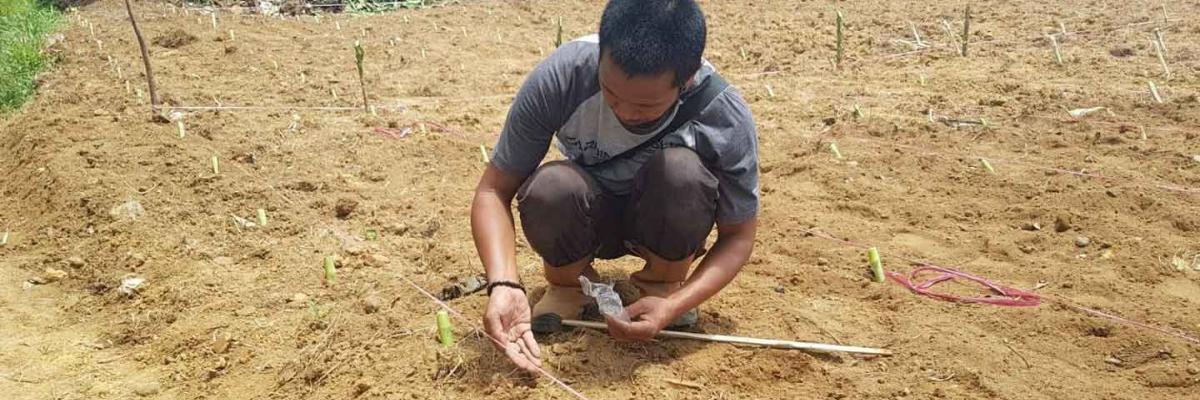 Pak Ma'mur planting Clitoria ternatea seeds between rows of biograss cuttings as part of the forage plot trial on his farm.