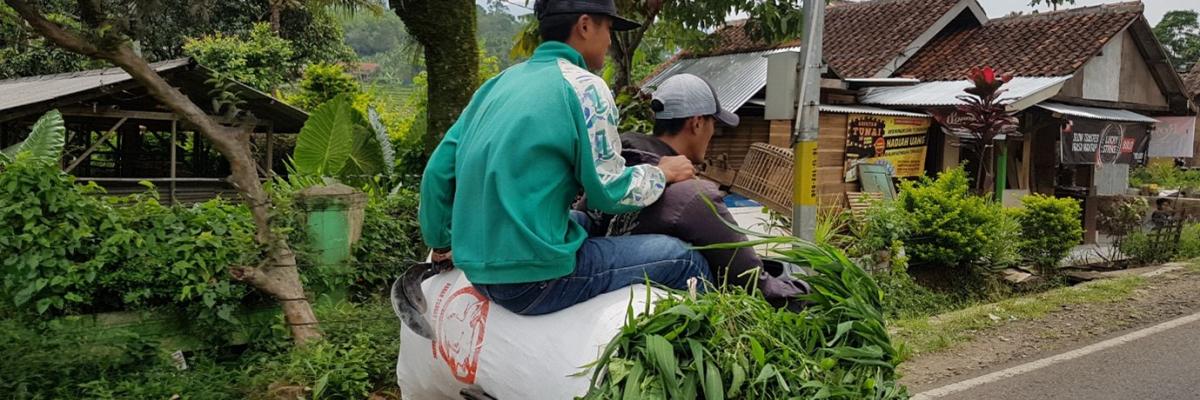 Indonesian farmers